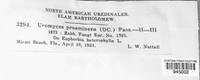 Uromyces proëminens image